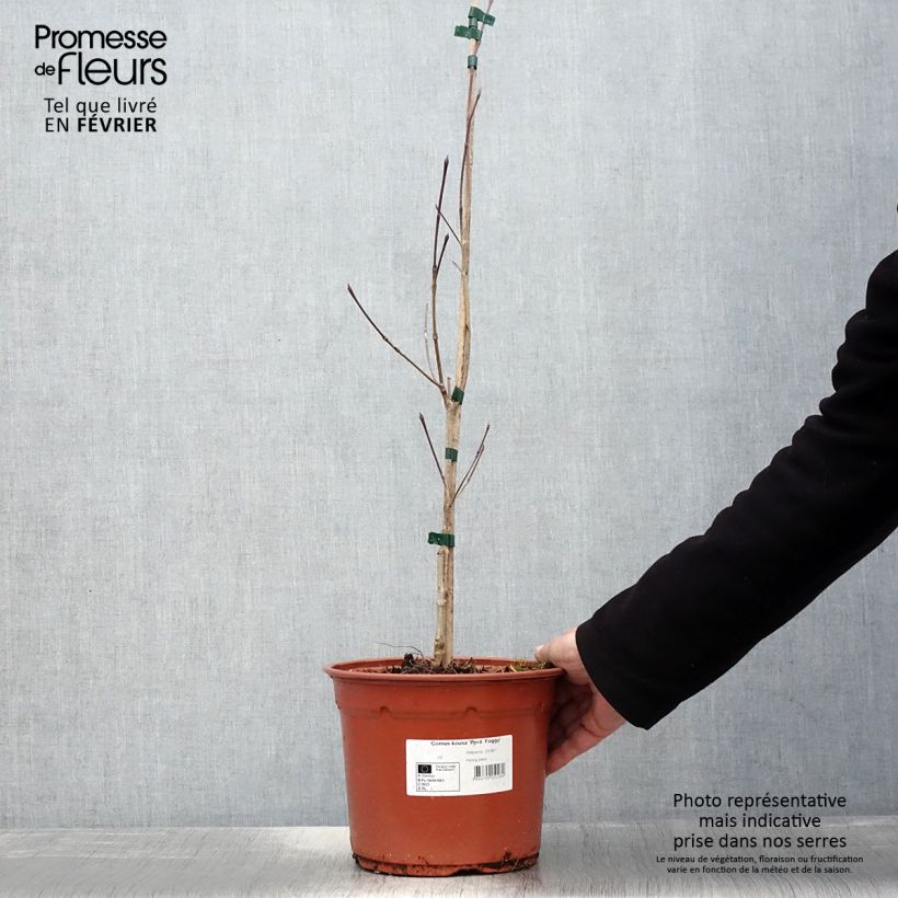 Cornus kousa Pévé Foggy - Flowering Dogwood 4L/5L pot sample as delivered in winter