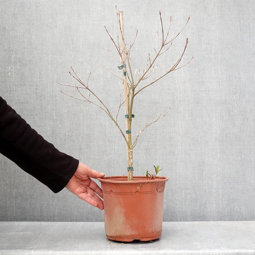 Cornus kousa Pévé Foggy - Flowering Dogwood 4L/5L pot sample as delivered in spring