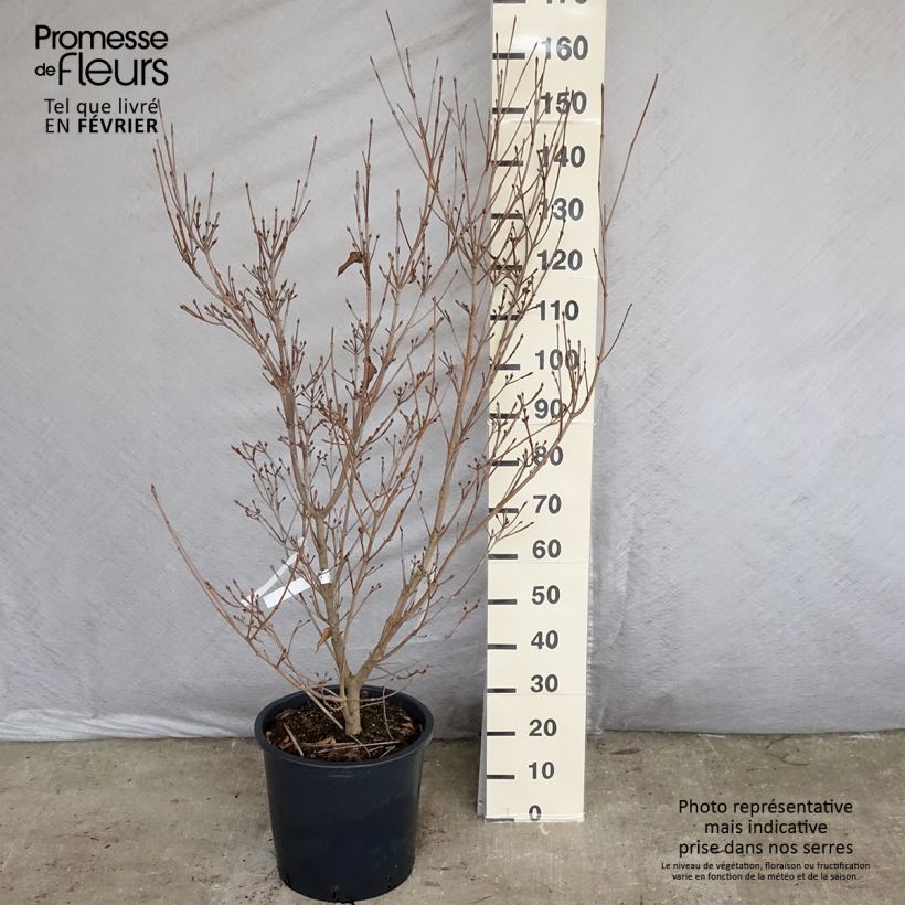 Cornus kousa Roberts Select - Flowering Dogwood 20L/25L pot sample as delivered in winter