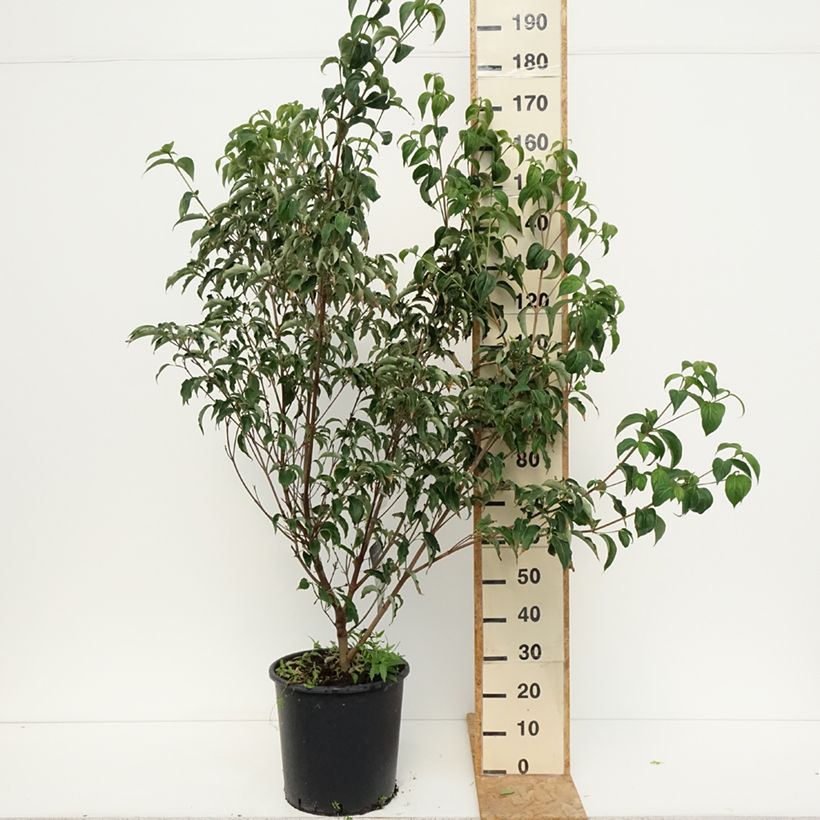 Cornus kousa Roberts Select - Flowering Dogwood 20L/25L pot sample as delivered in summer