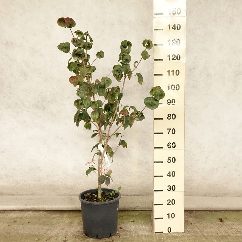 Cornus kousa Satomi - Flowering Dogwood 6L/7L pot sample as delivered in summer