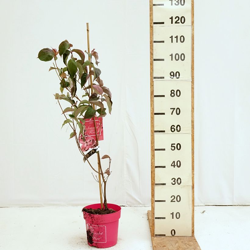 Cornus kousa Scarlet Fire - Flowering Dogwood 7.5L/10L pot sample as delivered in autumn