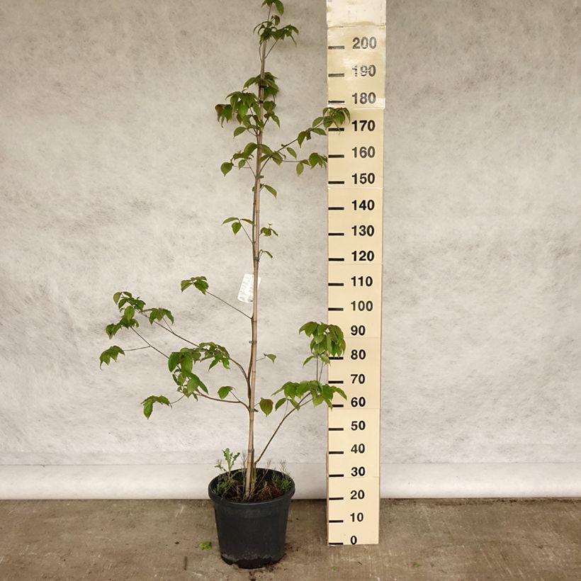 Cornus kousa Teutonia - Flowering Dogwood 7.5L/10L pot sample as delivered in spring