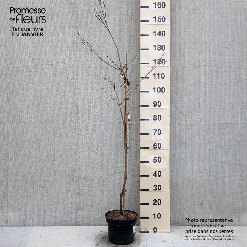 Cornus kousa Teutonia - Flowering Dogwood 4L/5L pot sample as delivered in winter