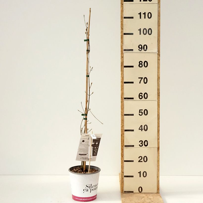 Cornus kousa subsp. chinensis Great Star - Flowering Dogwood 4L/5L pot sample as delivered in spring