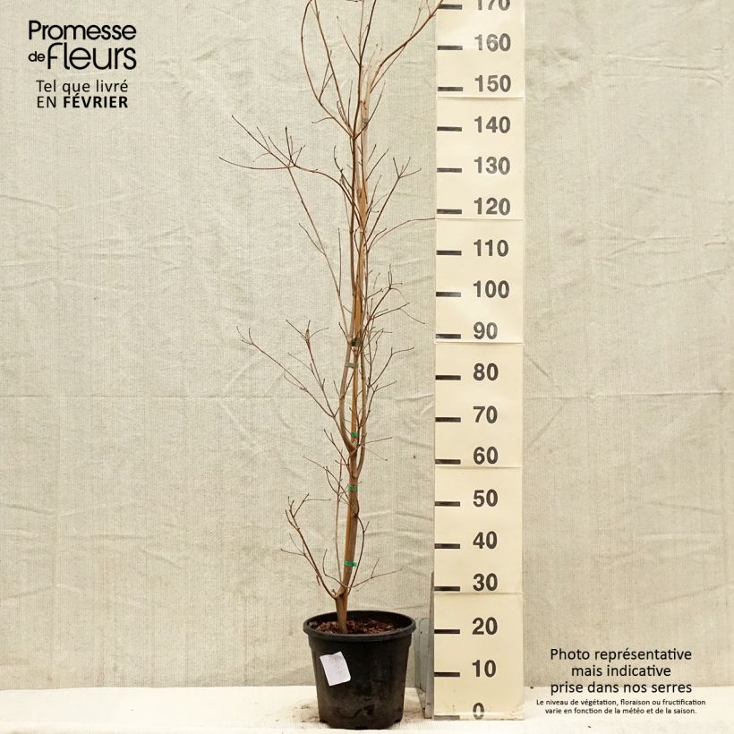 Cornus kousa subsp. chinensis Great Star - Flowering Dogwood 7.5L/10L pot sample as delivered in winter