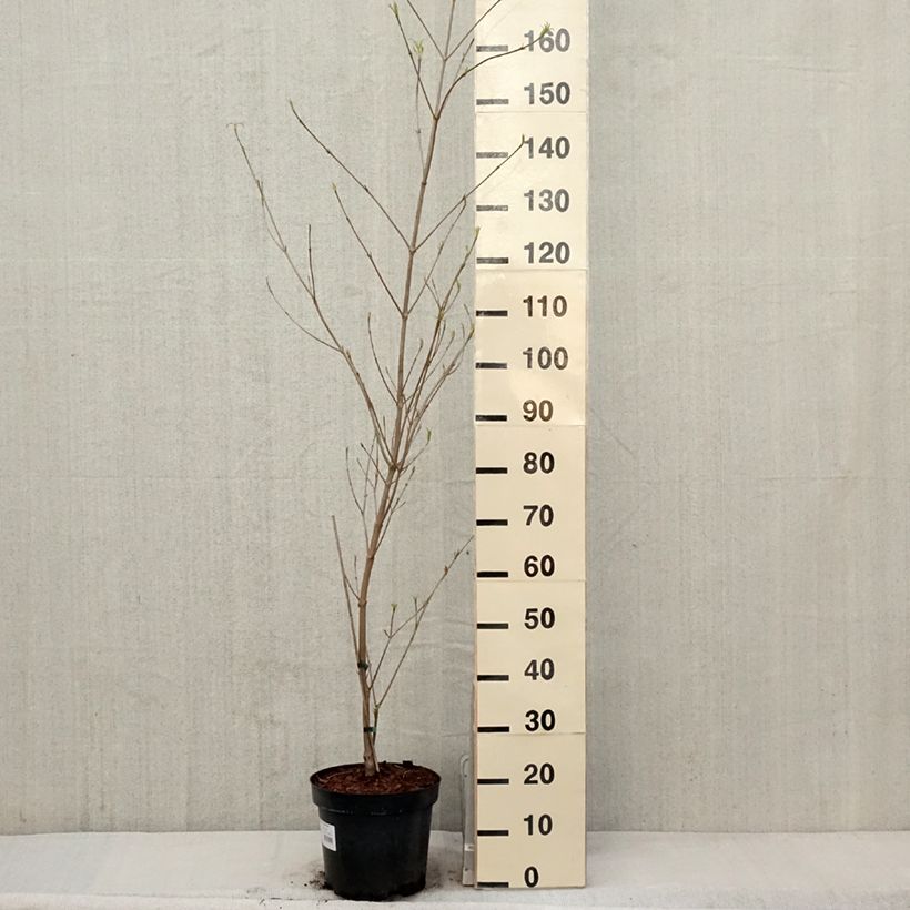 Cornus kousa subsp. chinensis Great Star - Flowering Dogwood 7.5L/10L pot sample as delivered in spring