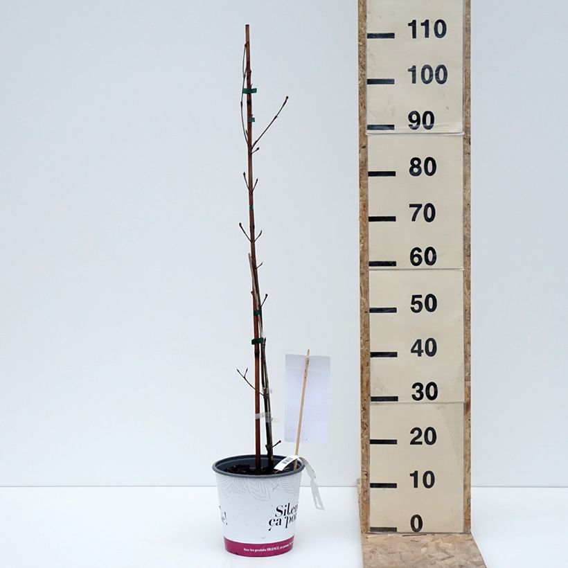 Cornus kousa subsp. chinensis Great Star - Flowering Dogwood 4L/5L pot sample as delivered in winter