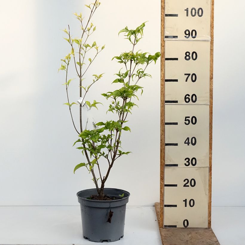 Cornus Venus - Flowering Dogwood 7.5L/10L pot sample as delivered in spring