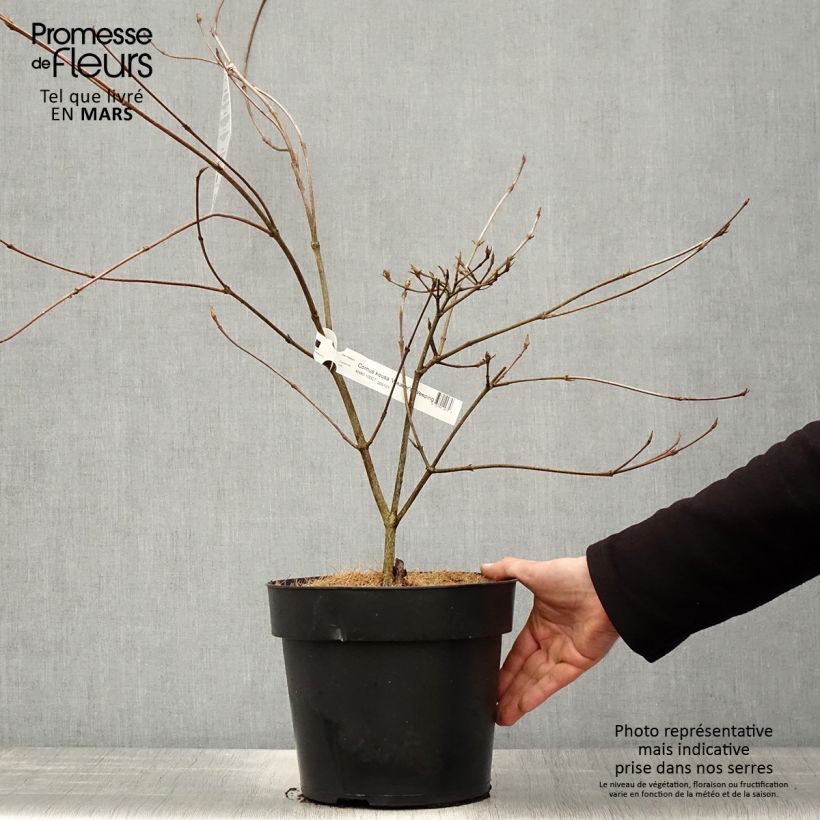 Cornus kousa Weavers Weeping - Flowering Dogwood 6L/7L pot sample as delivered in spring