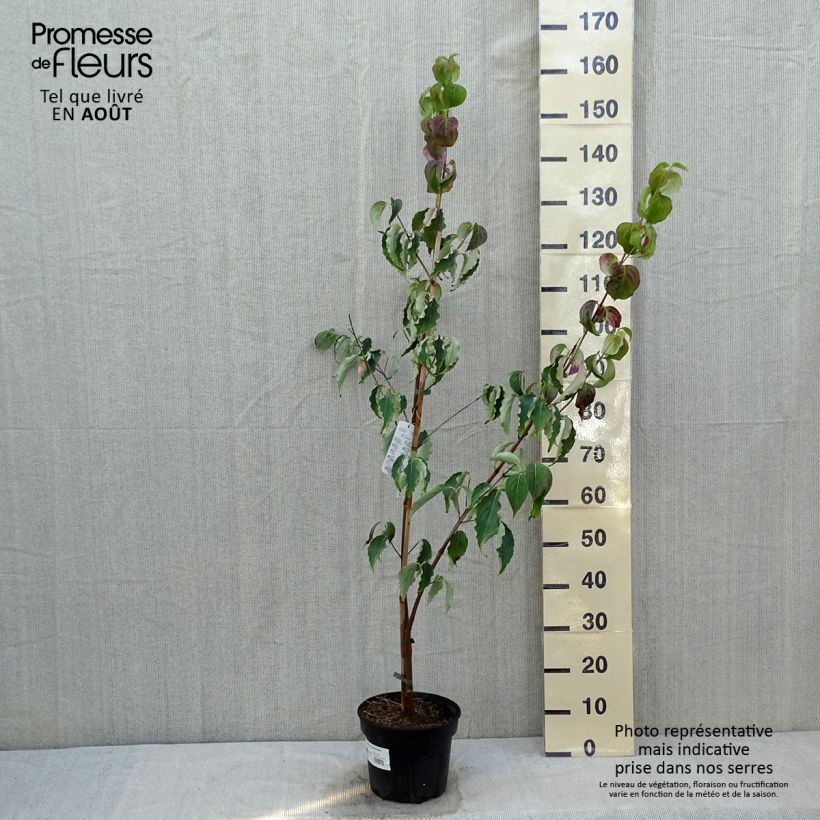 Cornus kousa Weisse Fontaine - Flowering Dogwood 3L/4L pot sample as delivered in summer