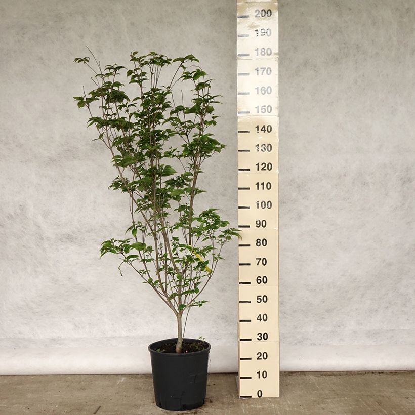 Cornus kousa Wietings Select - Flowering Dogwood 18L/20L pot sample as delivered in spring