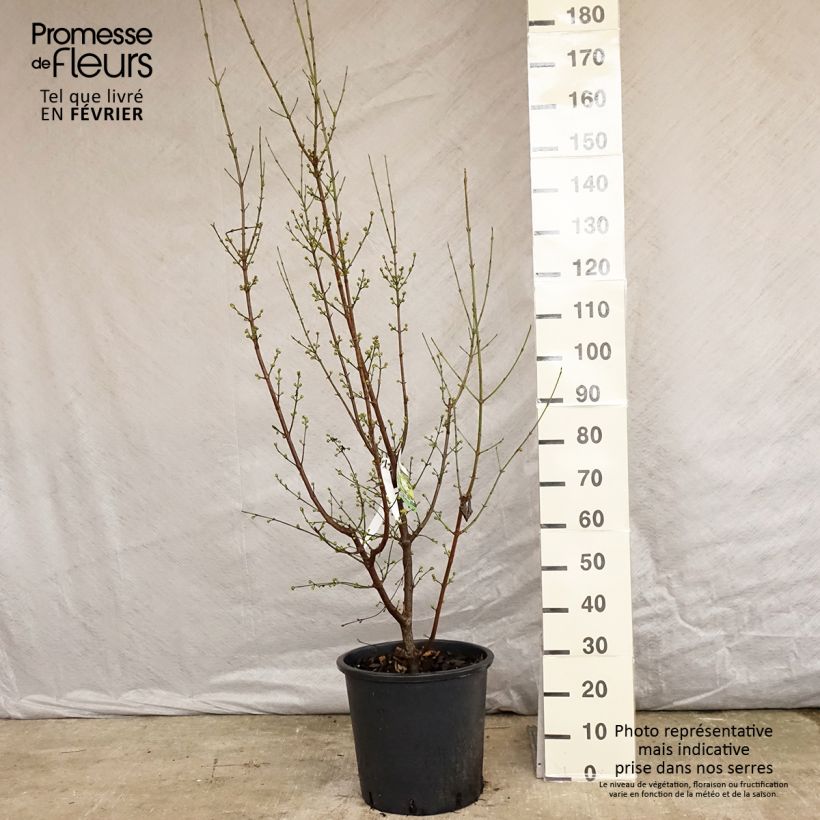Cornus mas Aurea - European Cornel 20L/25L pot sample as delivered in winter