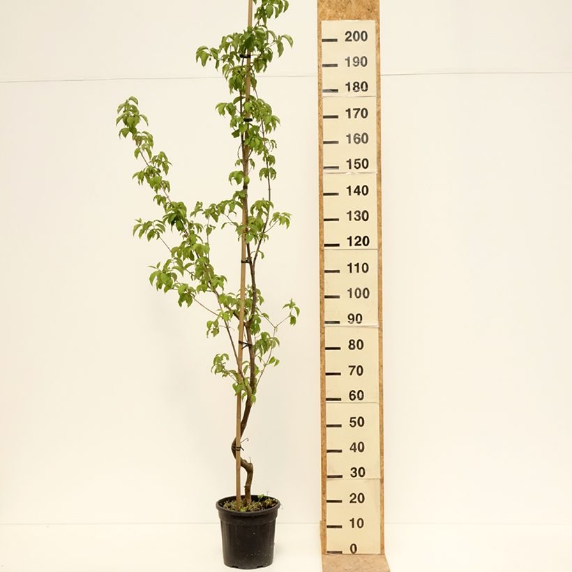 Cornus mas Flava - Cornelian cherry 7.5L/10L pot sample as delivered in spring