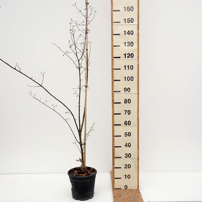 Cornus mas Florianka - European Cornel 7.5L/10L pot sample as delivered in autumn