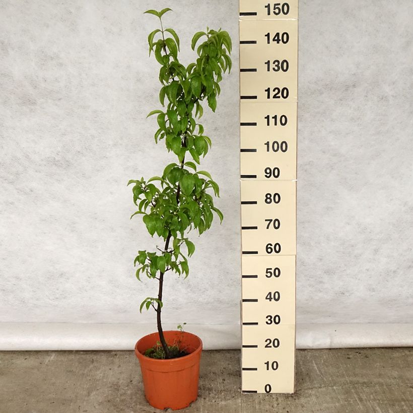 Cornus mas Kasanlak - European Cornel 7.5L/10L pot sample as delivered in spring