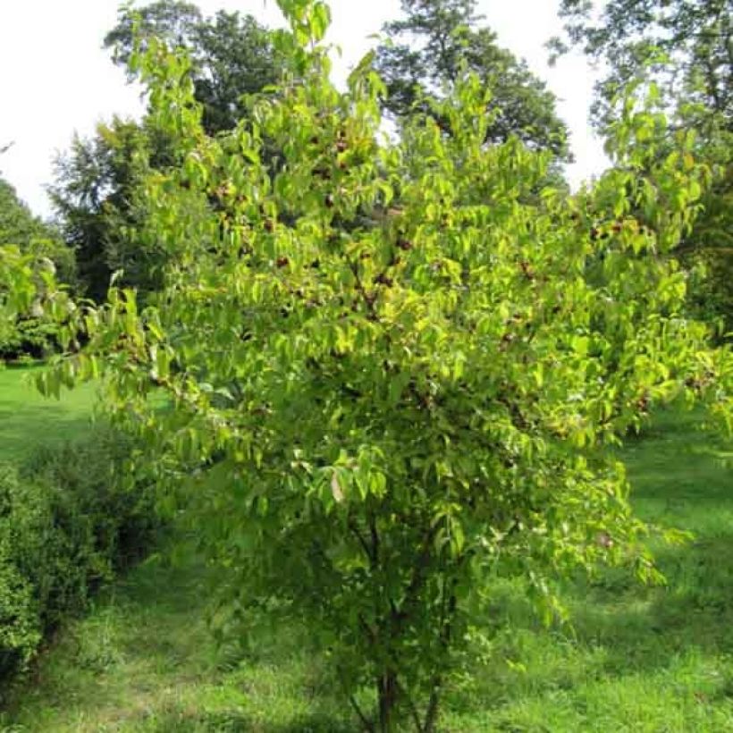 Cornus mas - European Cornel (Plant habit)