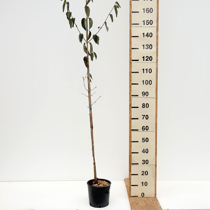 Cornus mas Nikołka - European Cornel 4L/5L pot sample as delivered in autumn