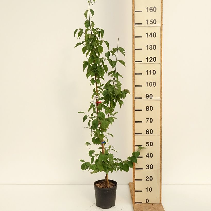 Cornus mas Nikołka - European Cornel 4L/5L pot sample as delivered in summer