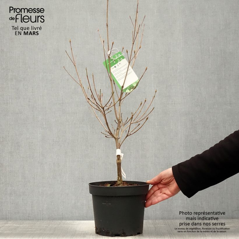 Cornus Norman Hadden - Flowering Dogwood 4L/5L pot sample as delivered in spring