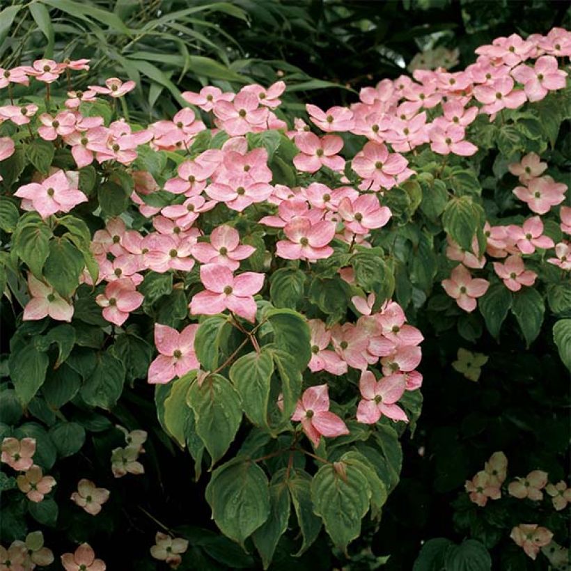 Cornus kousa Satomi - Flowering Dogwood (Flowering)