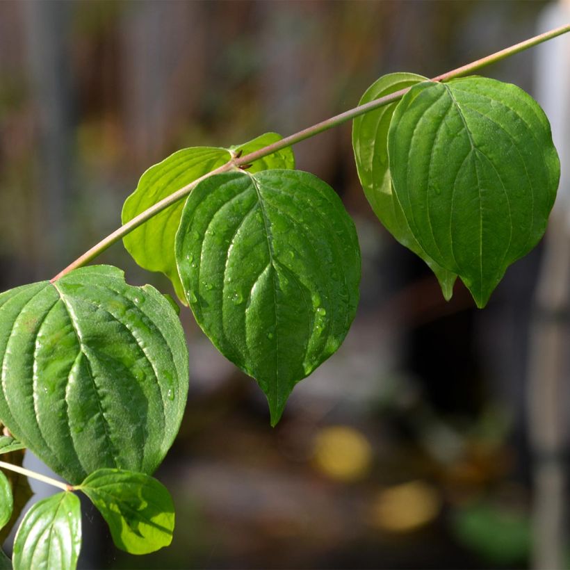 Cornus mas - European Cornel (Foliage)