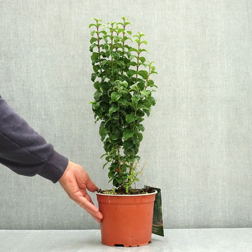 Cornus sanguinea Compressa - Cornouiller sanguin Pot de 3L/4L sample as delivered in summer