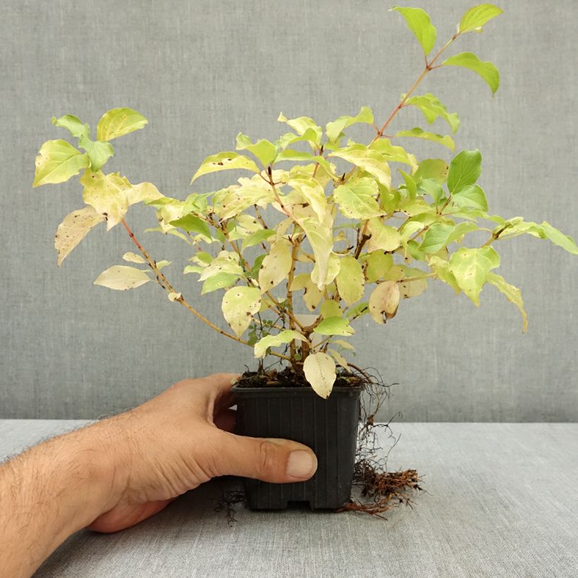 Cornus sanguinea Mid Winter Fire - Cornouiller sanguin Godet de 8/9 cm sample as delivered in summer