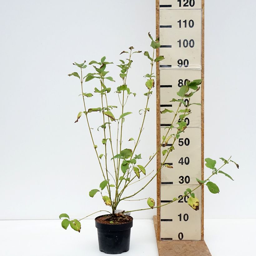 Cornus sericea Budds Yellow - Stoloniferous Dogwood 3L/4L pot sample as delivered in autumn