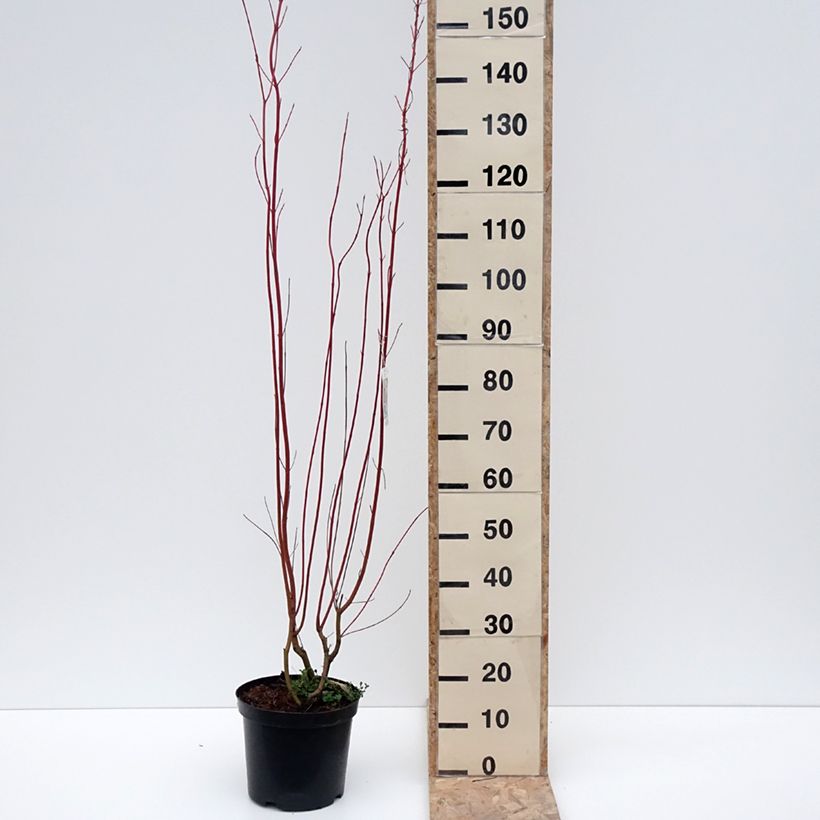 Cornus sericea Cardinal - Stoloniferous Dogwood 7.5L/10L pot sample as delivered in winter