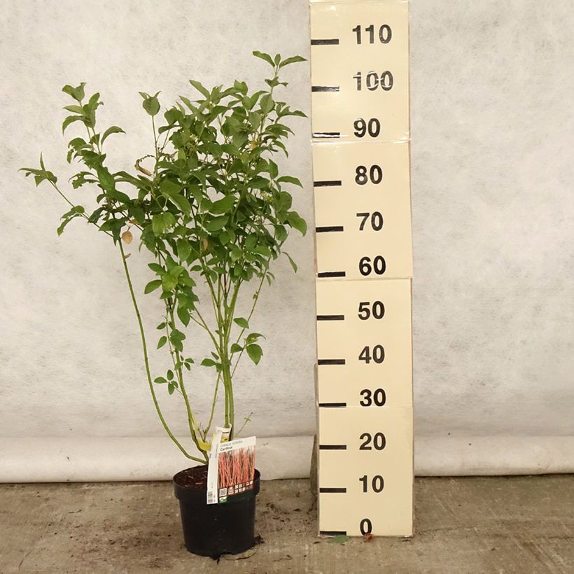 Cornus sericea Cardinal - Stoloniferous Dogwood 2L/3L pot sample as delivered in summer