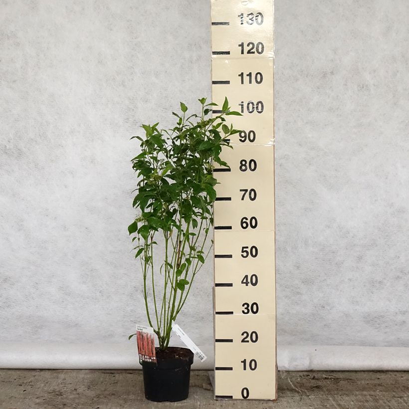 Cornus sericea Cardinal - Stoloniferous Dogwood 2L/3L pot sample as delivered in spring