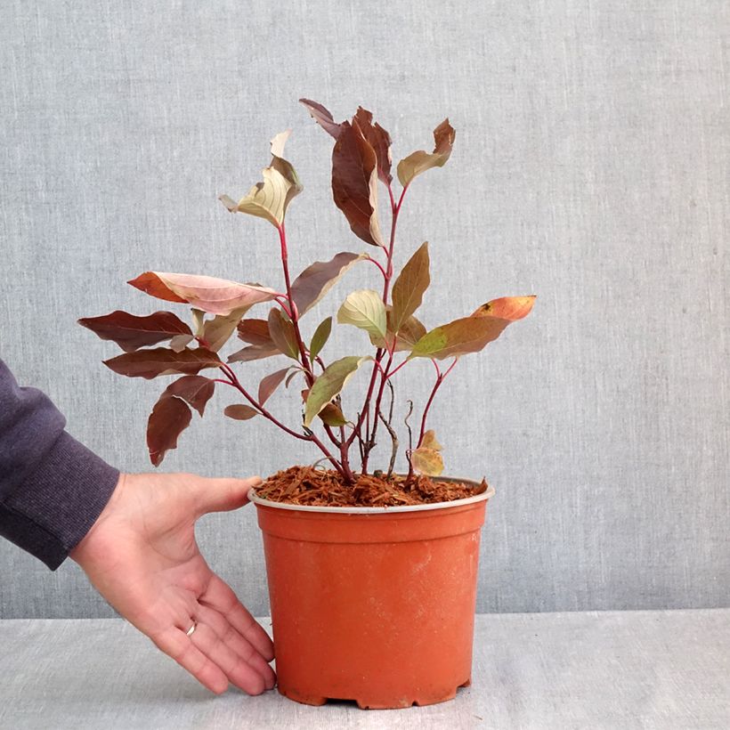 Cornus sericea Farba - Red osier dogwood 3L/4L pot sample as delivered in autumn