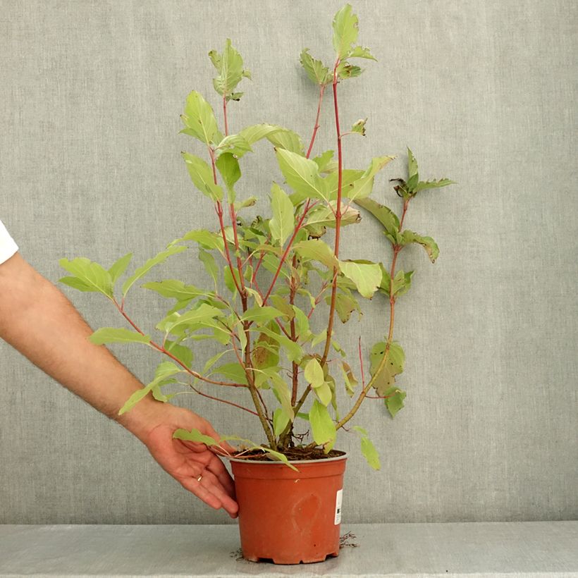 Cornus sericea Farba - Cornouiller stolonifère Pot de 3L/4L sample as delivered in summer