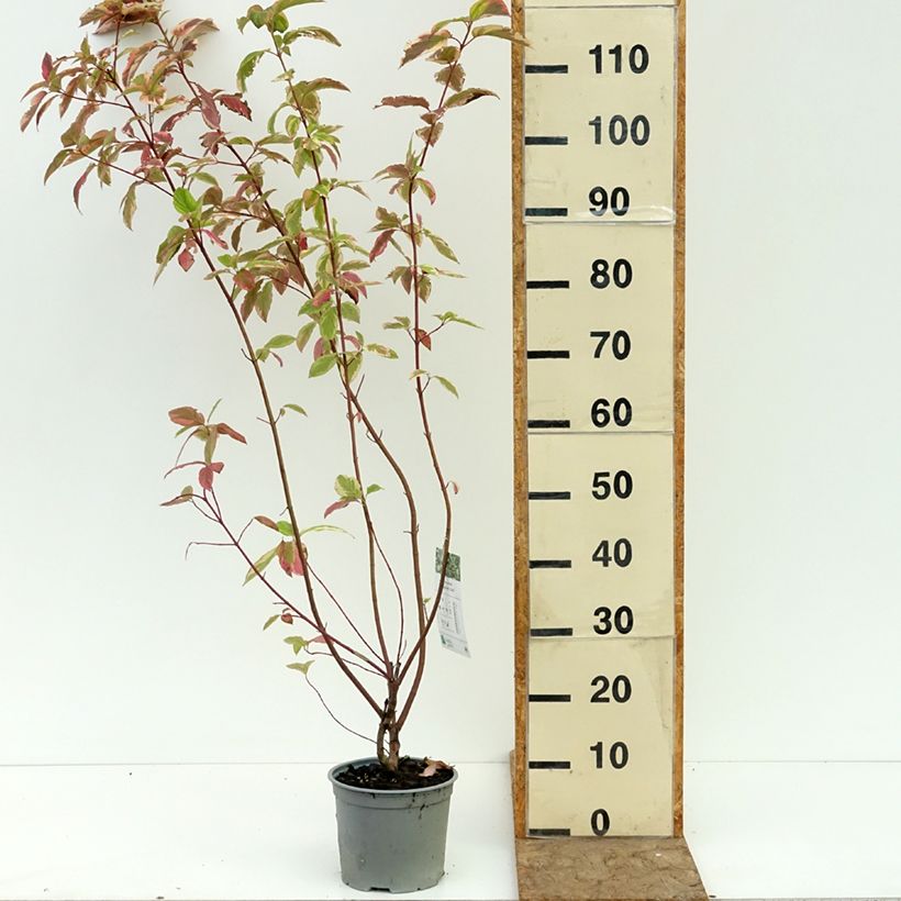 Cornus sericea Hedgerow's Gold - Cornouiller stolonifère Pot de 3L/4L sample as delivered in summer