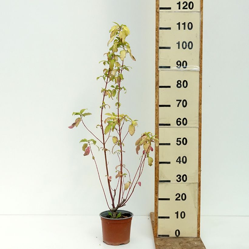 Cornus sericea Sunshine - Cornouiller stolonifère Pot de 3L/4L sample as delivered in summer