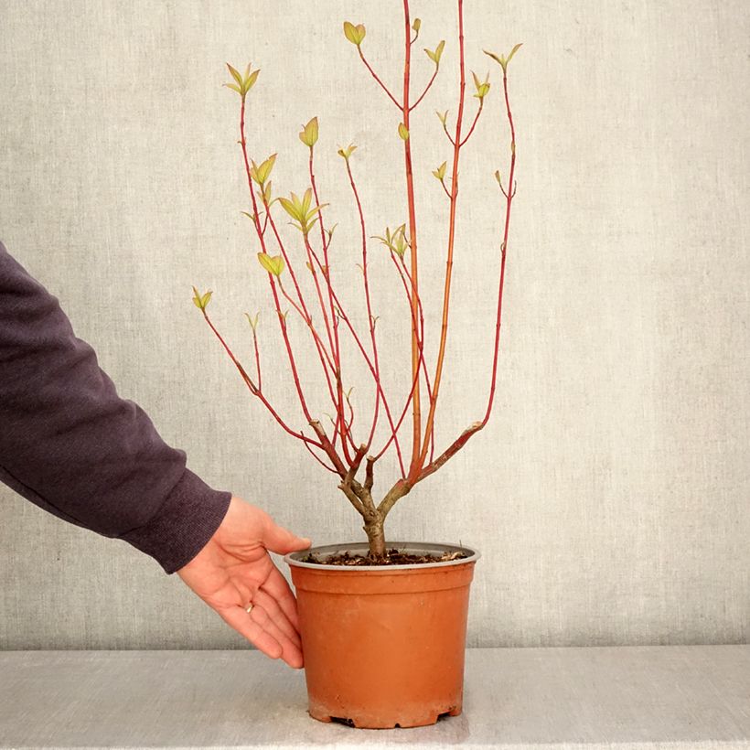 Cornus sericea Sunshine - Red Osier Dogwood 3L/4L pot sample as delivered in spring