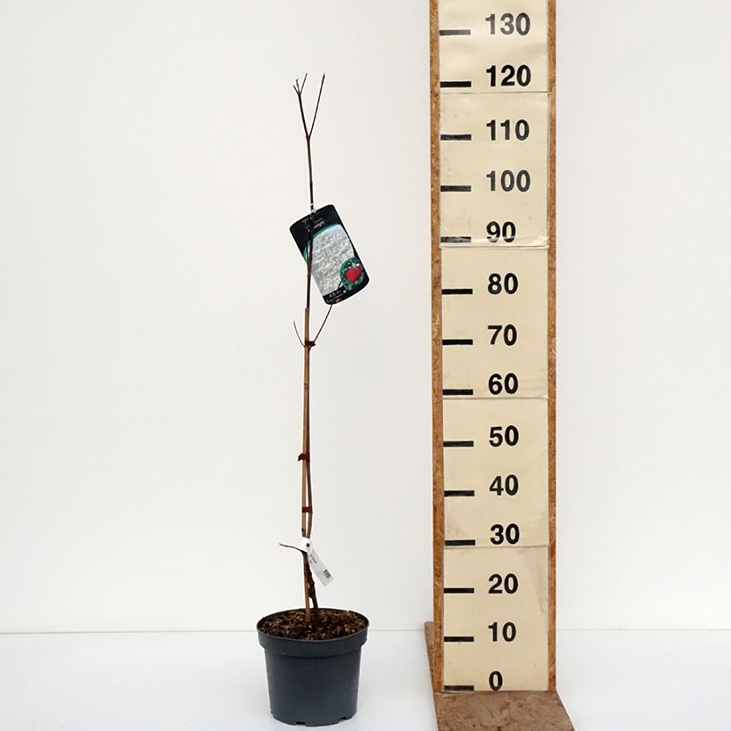 Cornus elwinortonii Starlight - Flowering Dogwood 3L/4L pot sample as delivered in winter