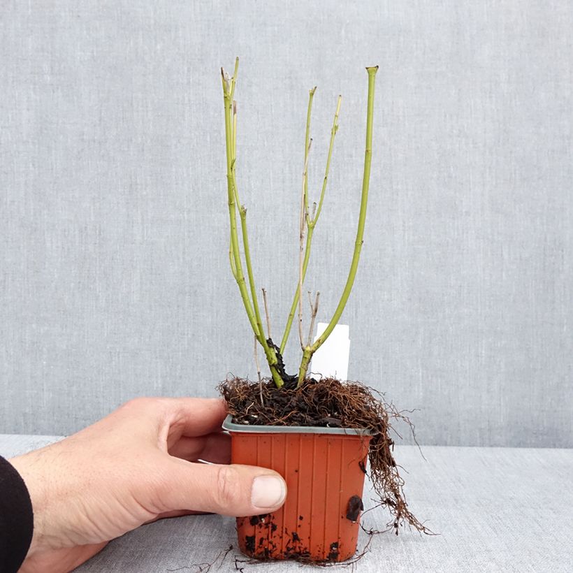 Cornus stolonifera Flaviramea - Stoloniferous Dogwood 8/9 cm pot sample as delivered in spring