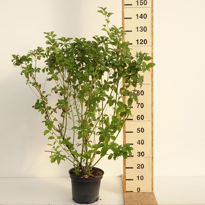 Cornus stolonifera Flaviramea - Stoloniferous Dogwood 7.5L/10L pot sample as delivered in summer