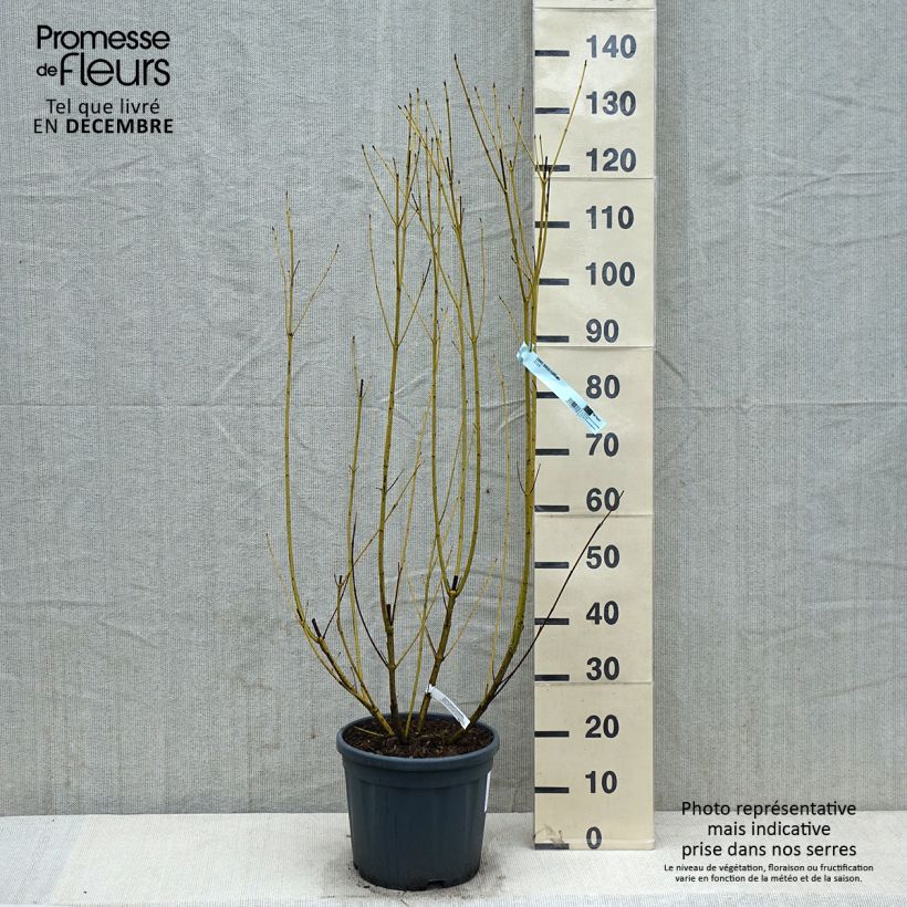 Cornus stolonifera Flaviramea - Stoloniferous Dogwood 7.5L/10L pot sample as delivered in winter