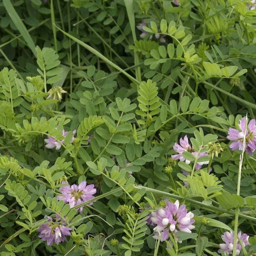 Coronilla varia (Foliage)