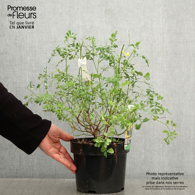 Coronilla valentina subsp. glauca Citrina 3L/4L pot sample as delivered in winter