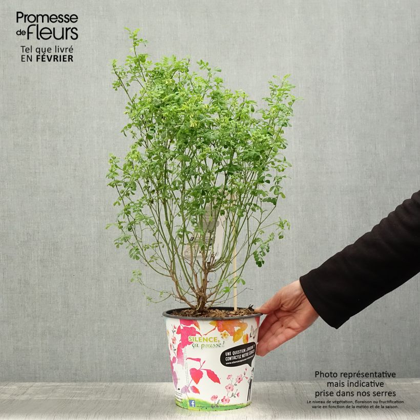 Coronilla valentina subsp. glauca Selection 4L/5L pot sample as delivered in winter