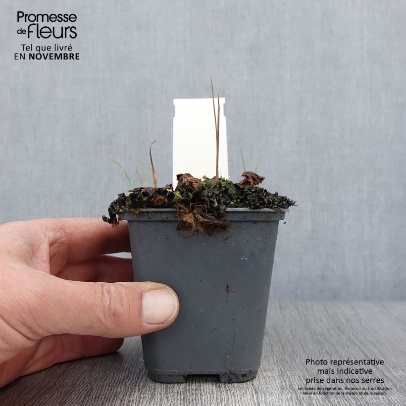 Cortusa matthioli subsp. pekinensis 8/9 cm pot sample as delivered in autumn