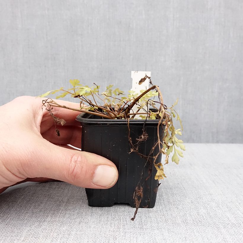 Corydalis Berry Exciting - Hybrid Corydalis 8/9 cm pot sample as delivered in winter