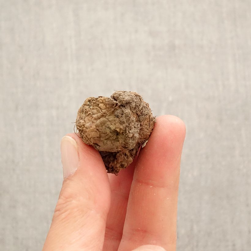 Corydalis solida Bird of Paradise Bulb size I sample as delivered in spring