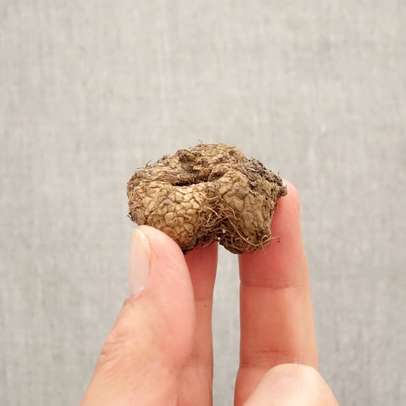 Corydalis solida ssp. solida Bulb size I sample as delivered in spring