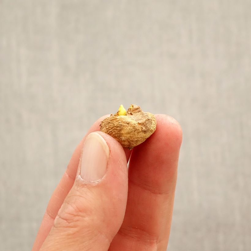 Corydalis solida Beth Evans Bulb size 6+ sample as delivered in spring