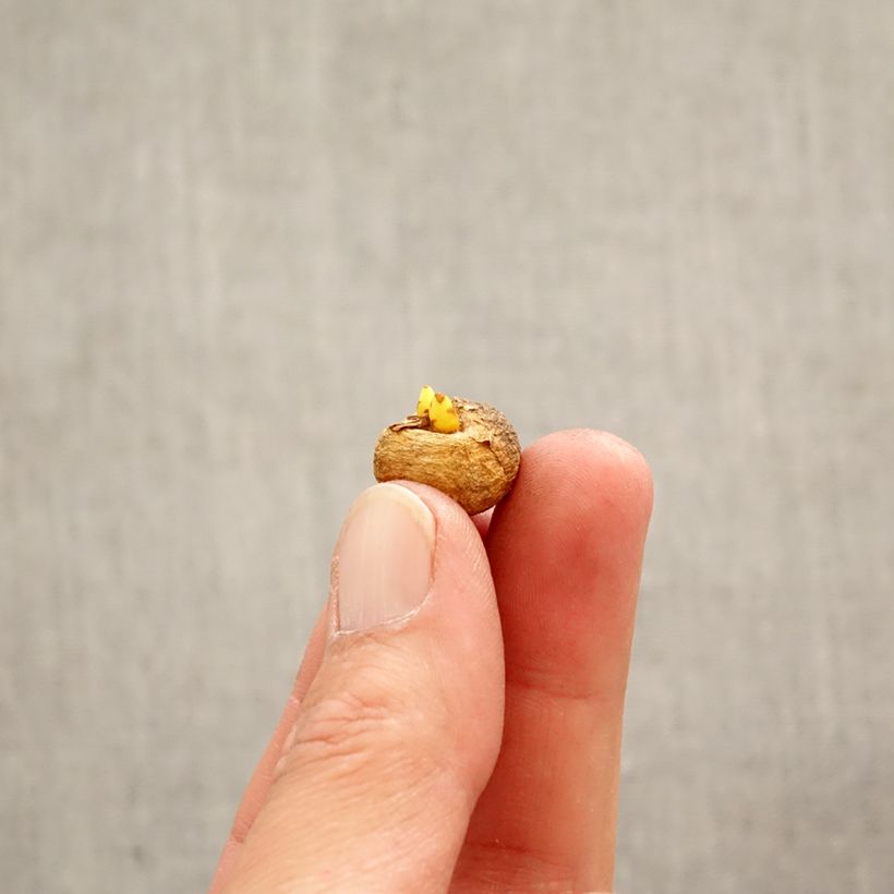 Corydalis solida Bulb size 5+ sample as delivered in spring